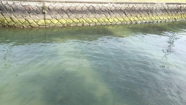 淀川バス釣り 支流の神崎川でのバス釣りってどうなの Osaka Fishing 淀川バス釣り 関西近郊ソルトルアーフィッシング